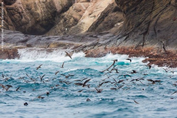 © Matías Capizzano